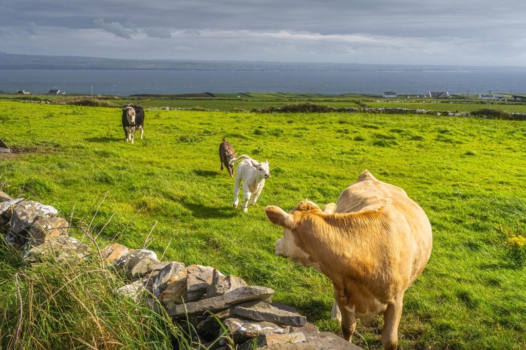 Heifer looking on her two young calves running happily around, Cliffs of Moher, Wild Atlantic Way, County Clare, UNESCO, Ireland