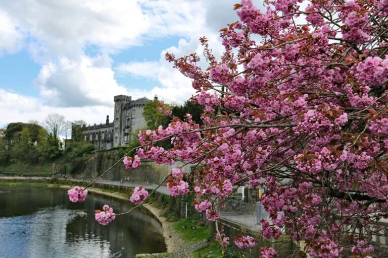 A beautiful view at a cherry blossom sakura tree in the Kilkenny Castle Park, Ireland in springtime - staying one week in Ireland