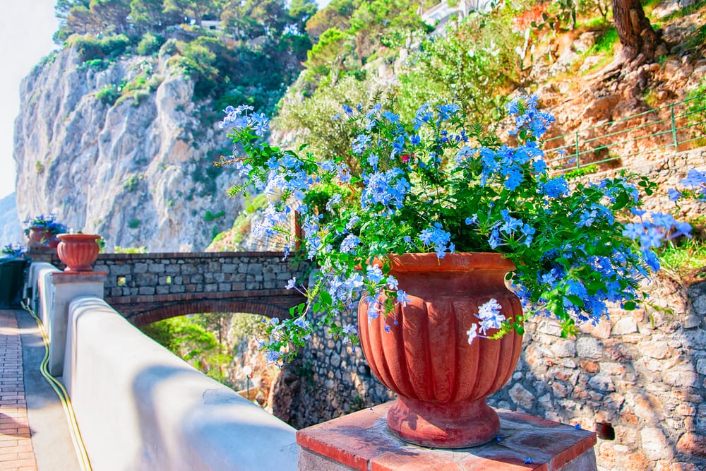 Flowers in flower pot at Augustus Gardens in Capri Island, Italy