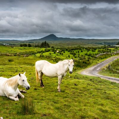 White horses in the rain. Two Connemara ponies on a green meadow near a small road in Ireland