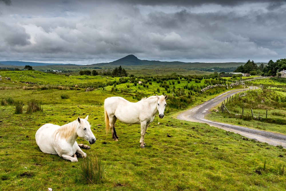 White horses in the rain. Two Connemara ponies on a green meadow near a small road in Ireland