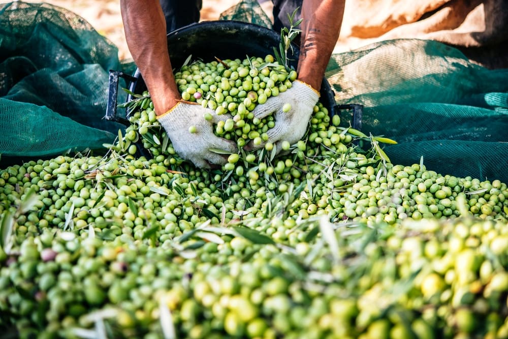 The Ultimate Guide to Spanish Olive Oil