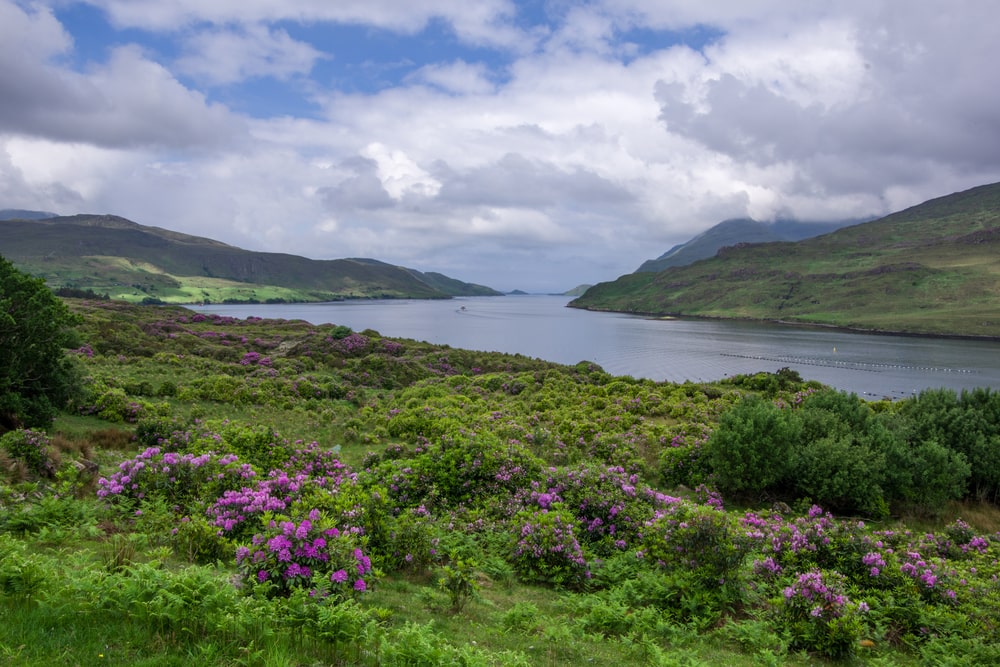 Landscape view of Killary Fjord. Green grass and blue cloudy sky. Lavender coloured rhododendrons cover the foreground and the blue crystal clear waters of Killary Fjord dominate the centre of the photo with the mountains in the background Connemara National Park, Galway, Ireland