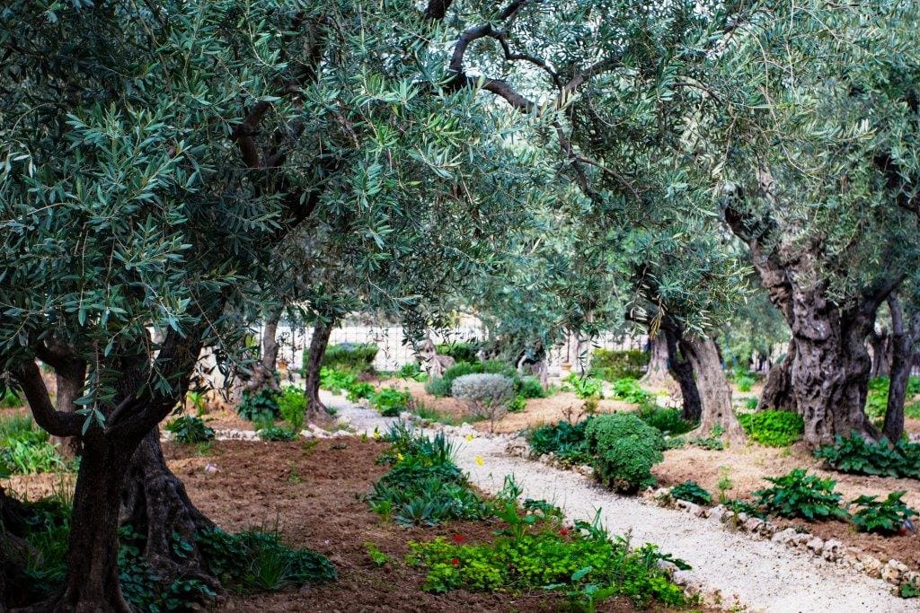 The Ultimate Guide to Spanish Olive Oil