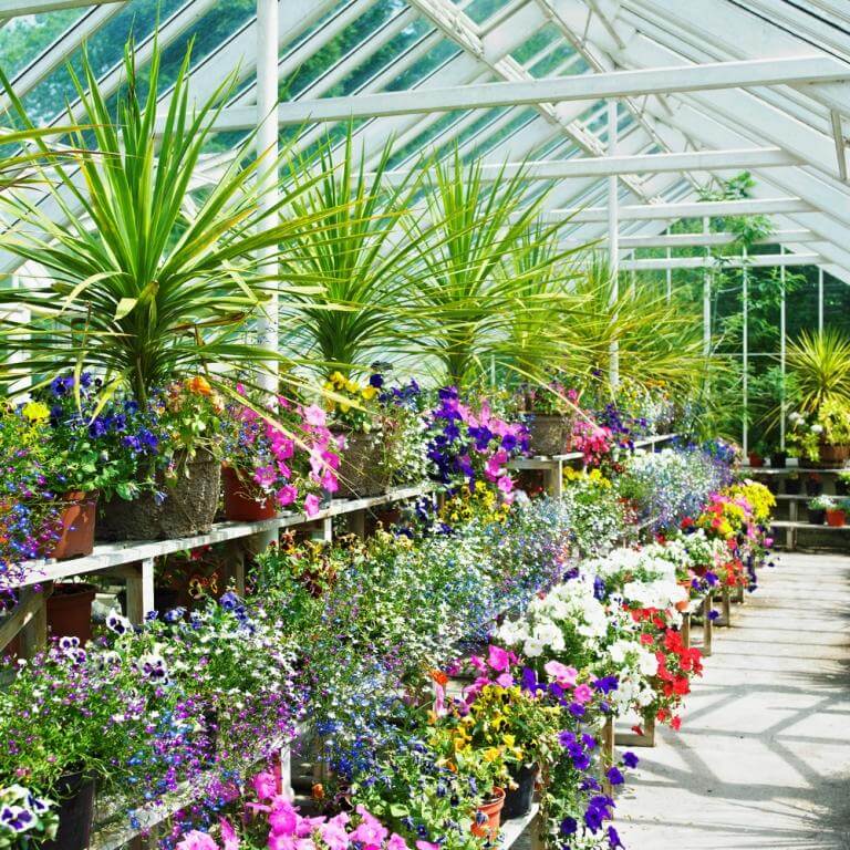 Rows of potted flowers and plants fill a bright greenhouse.