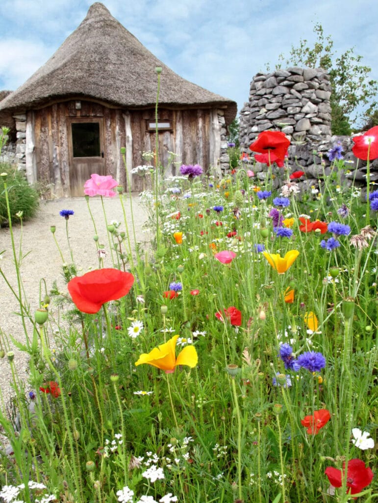A thatched hut surrounded by wild flowers of poppy in reds, and yellow