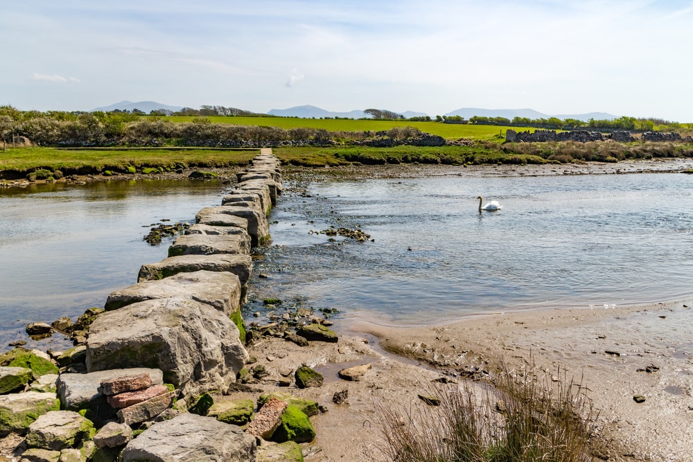 The Giants stepping stones across Afon Braint and swan, Newborough, Anglesey, Wales, United Kingdom, UK