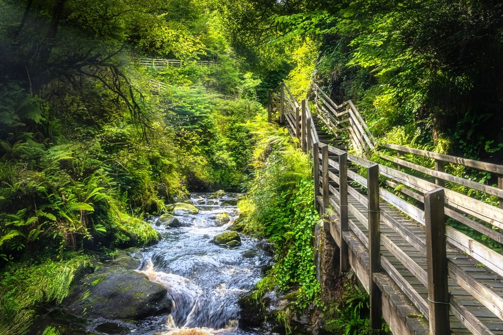 Beautiful wooden boardwalk running alongside of rushing river surrounded by green lush forest of Glenariff Forest Park, Antrim, Northern Ireland