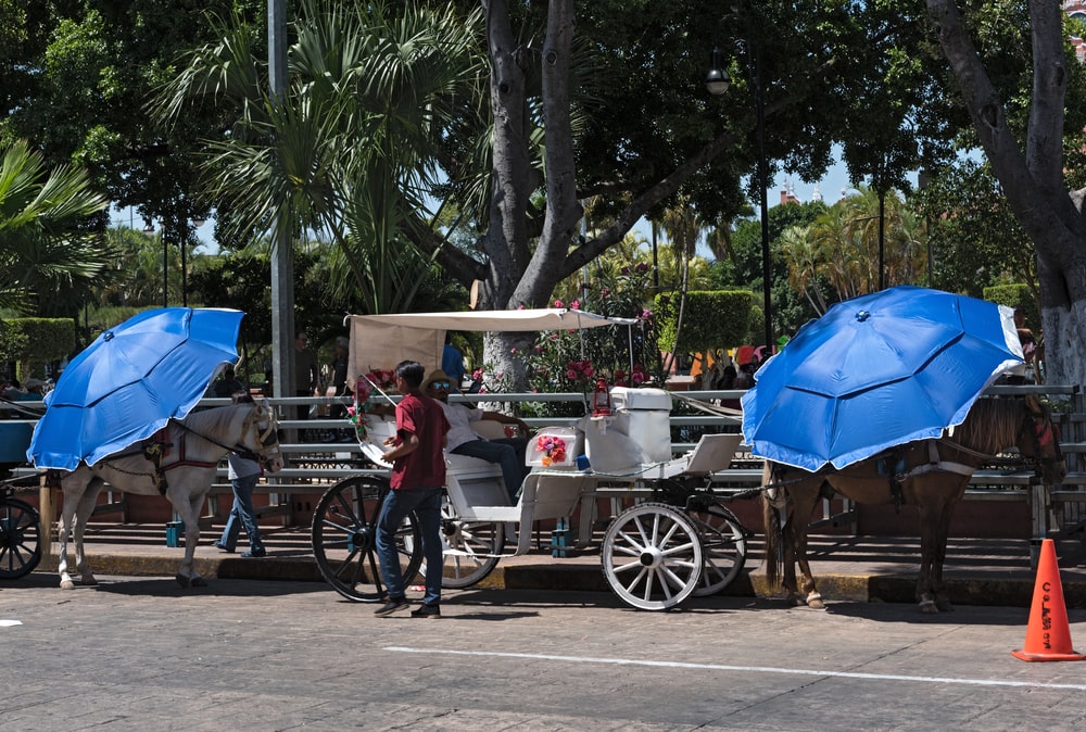 horse drawn carriages on a city street in front of the plaza grande square in merida, mexico.