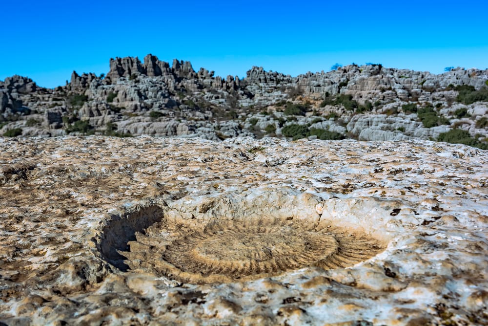 Detail of an ammonite fossil in Torcal de Antequera in Malaga, Spain, an impressive karst landscape of unusual limestones landforms