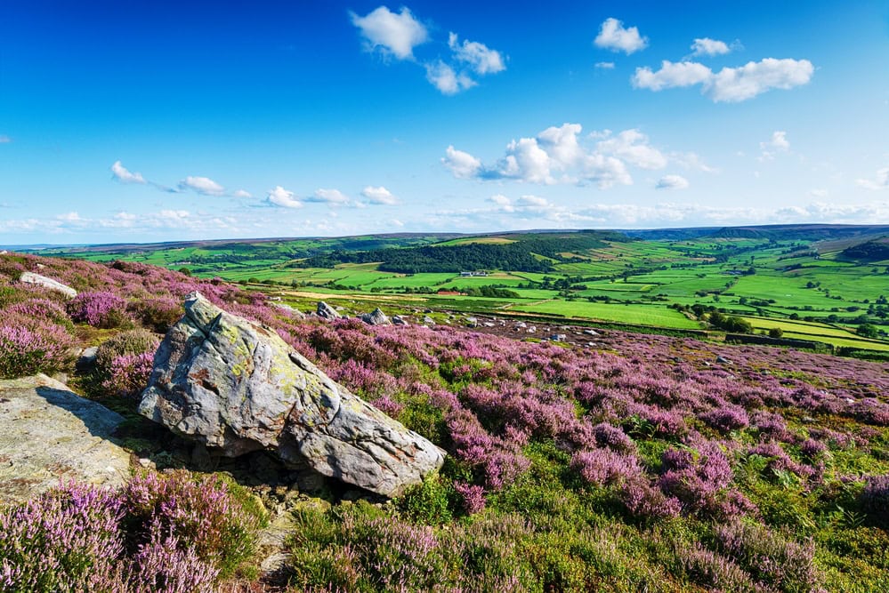 Summer heather at Danby on the North York Moors
