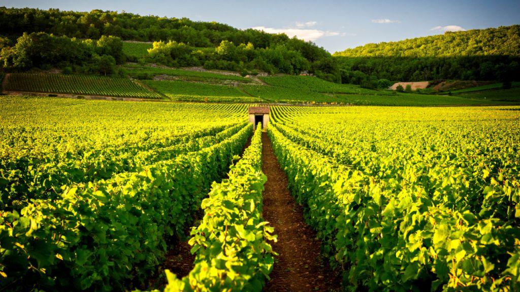 Burgundy Pinot Noir