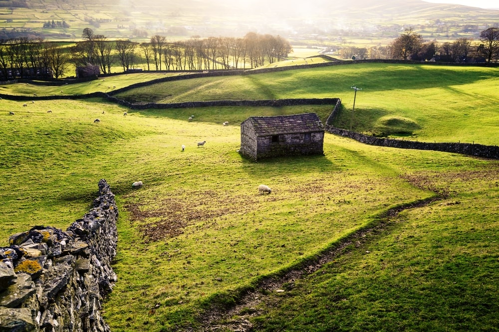 Rural view with meadows, sheep, dry stone walls and a traditional stone barn near Hawes in Wensleydale, England.