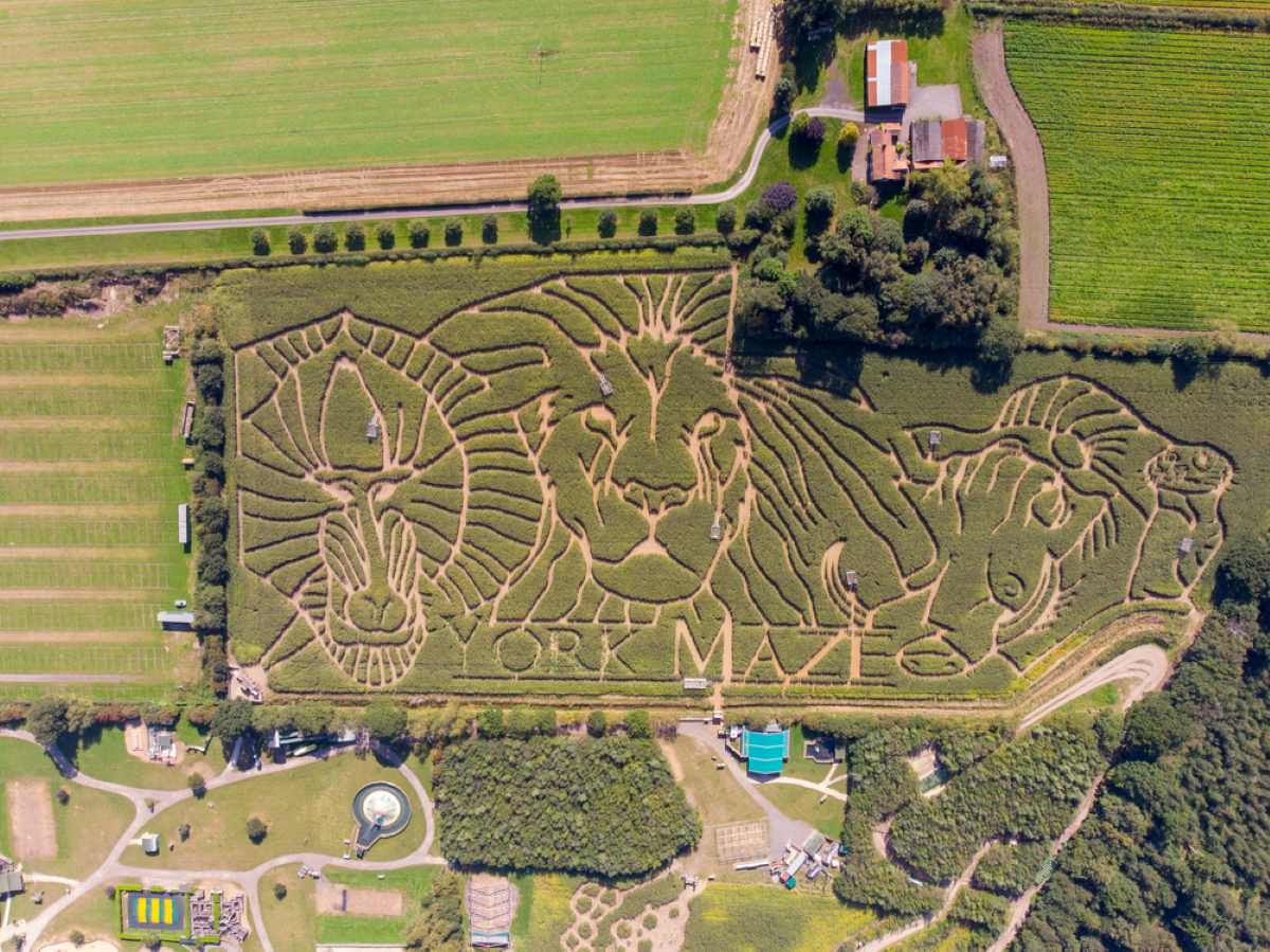 An aerial view shows a large corn maze shaped like animal faces with the text YORK MAZE carved into the field.