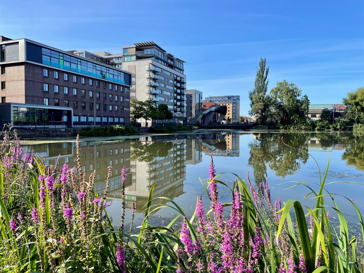 Modern buildings and a pedestrian bridge are reflected in a calm canal bordered by purple wildflowers.