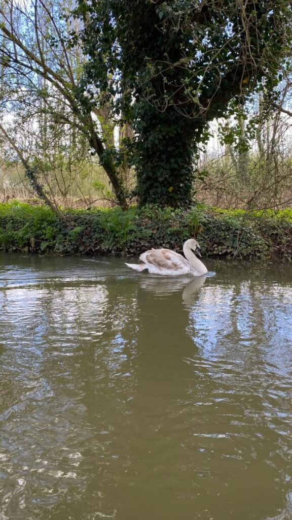 A swan gliding on a tranquil river surrounded by lush greenery during one of the Canterbury boat trips.