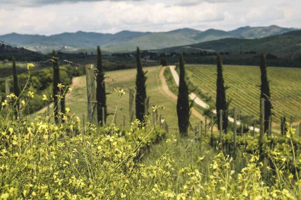 A view of a vineyard in Tuscany, one of the best places to visit in Italy.