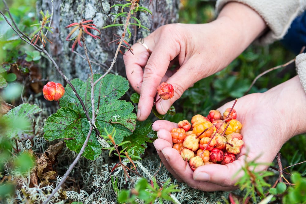 A woman is picking berries from a tree, a common activity for sourcing food in Norway.