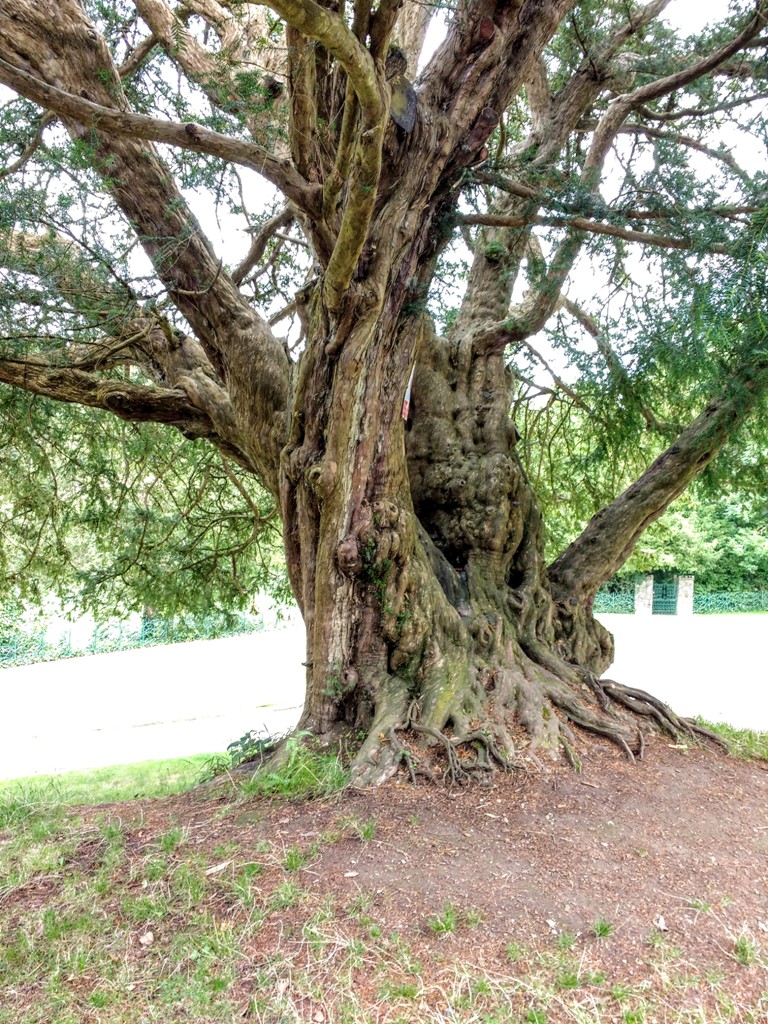 a supposedly 1000 year old yew tree at Swiss Cottage, Tipperay