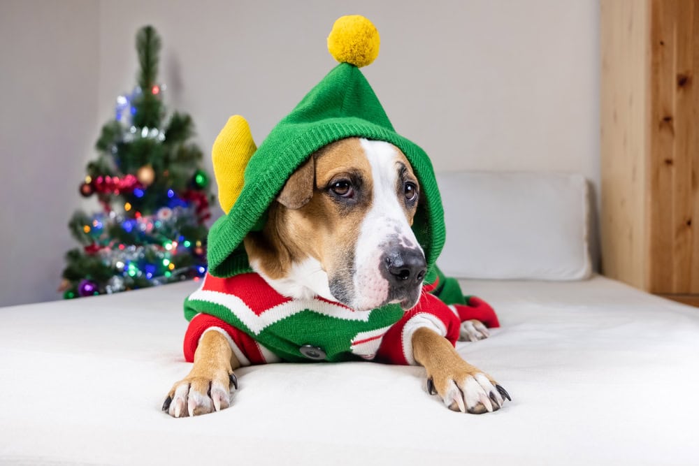 Funny staffordshire terrier dog with serious face in "ugly Christmas sweater". Cute dog in elf costume on bed in room decorated with fir tree