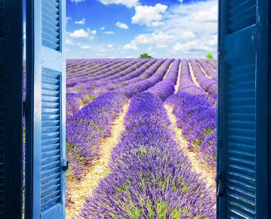 A guide to the best lavender fields in Provence France 2024