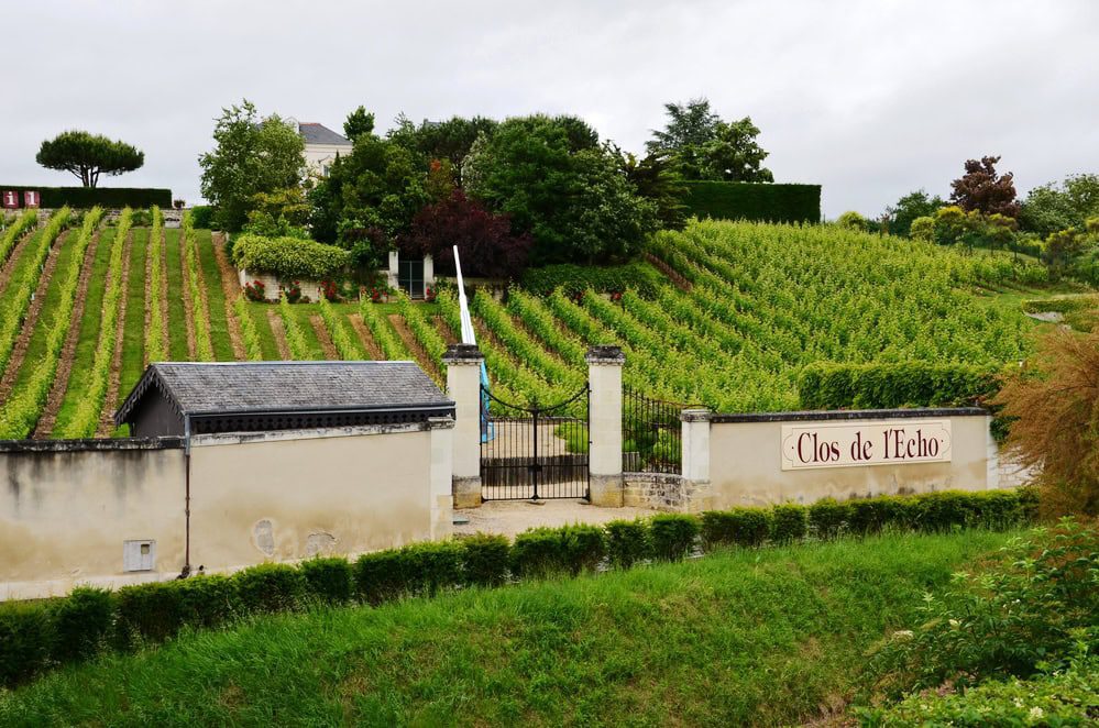 Vineyard in the famous wine making region - Loire Valley , France