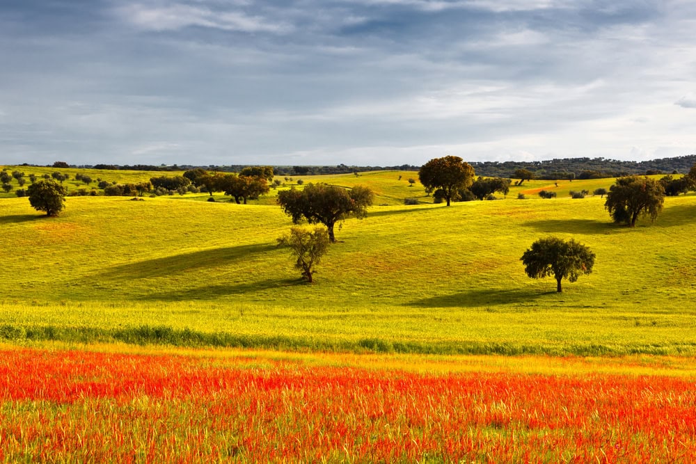 Typical landscape of Alentejo in the beginning of spring.