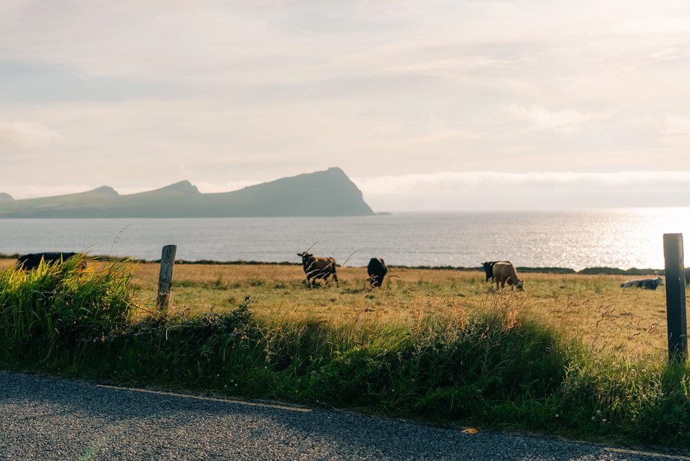 Cattle graze in a grassy field beside a road, with the ocean and distant hills in the background.