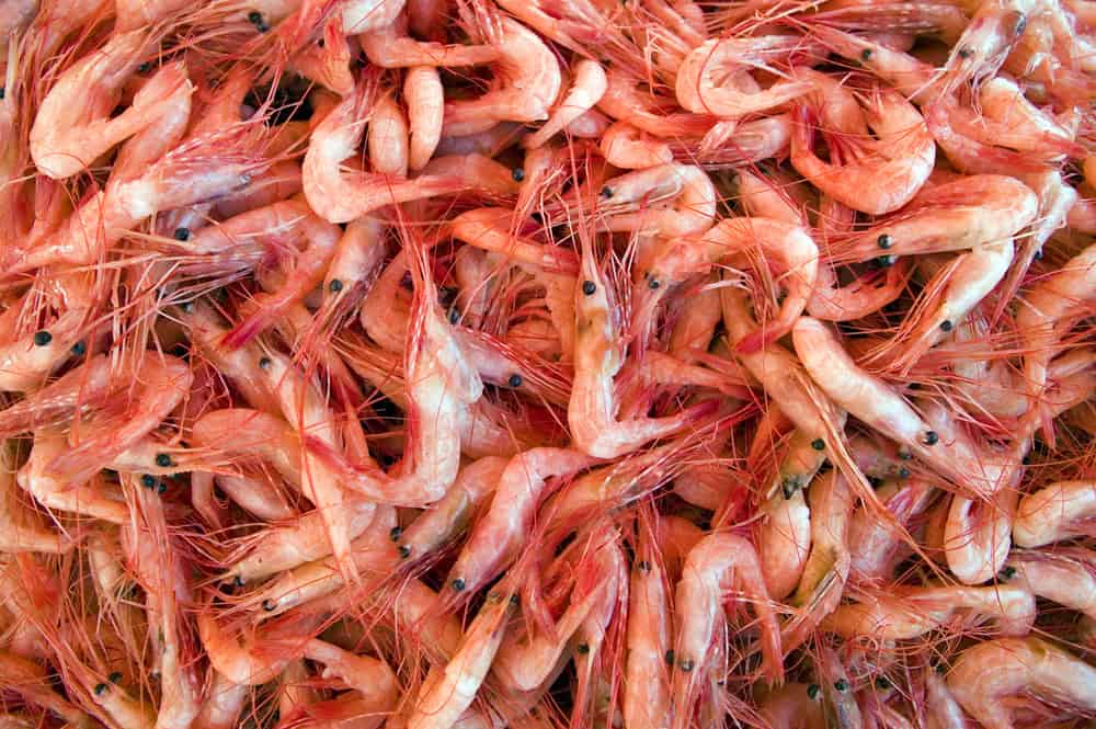 A tub of tiny spot prawns.In the Pacific Ocean, northern shrimp are also called pink shrimp, northern pink shrimp, Alaska pink shrimp, or spot prawns shrimp.