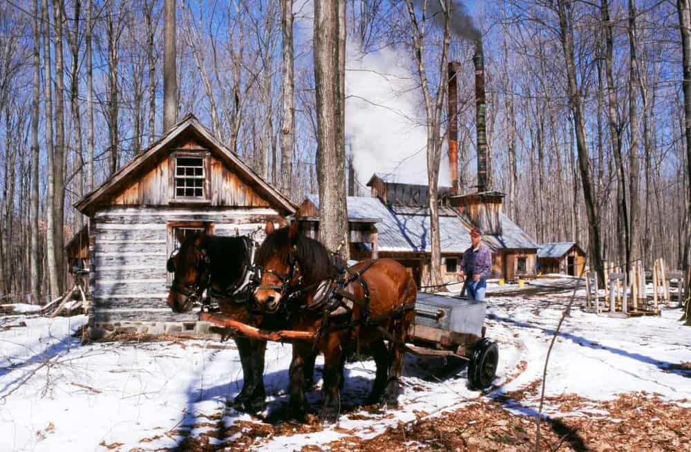 A Quebec sugar shack with 2 horses pulling awagon with the barrels of maple syrup