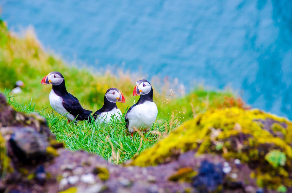 Three puffins stand on the Cliffs Edge on Rathlin ISland