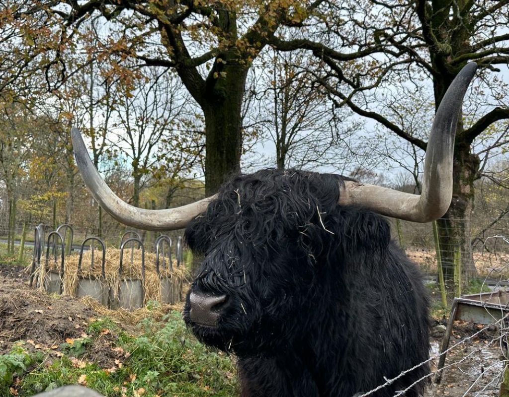 A black highland cow with curving horns stands in a field surrounded by trees