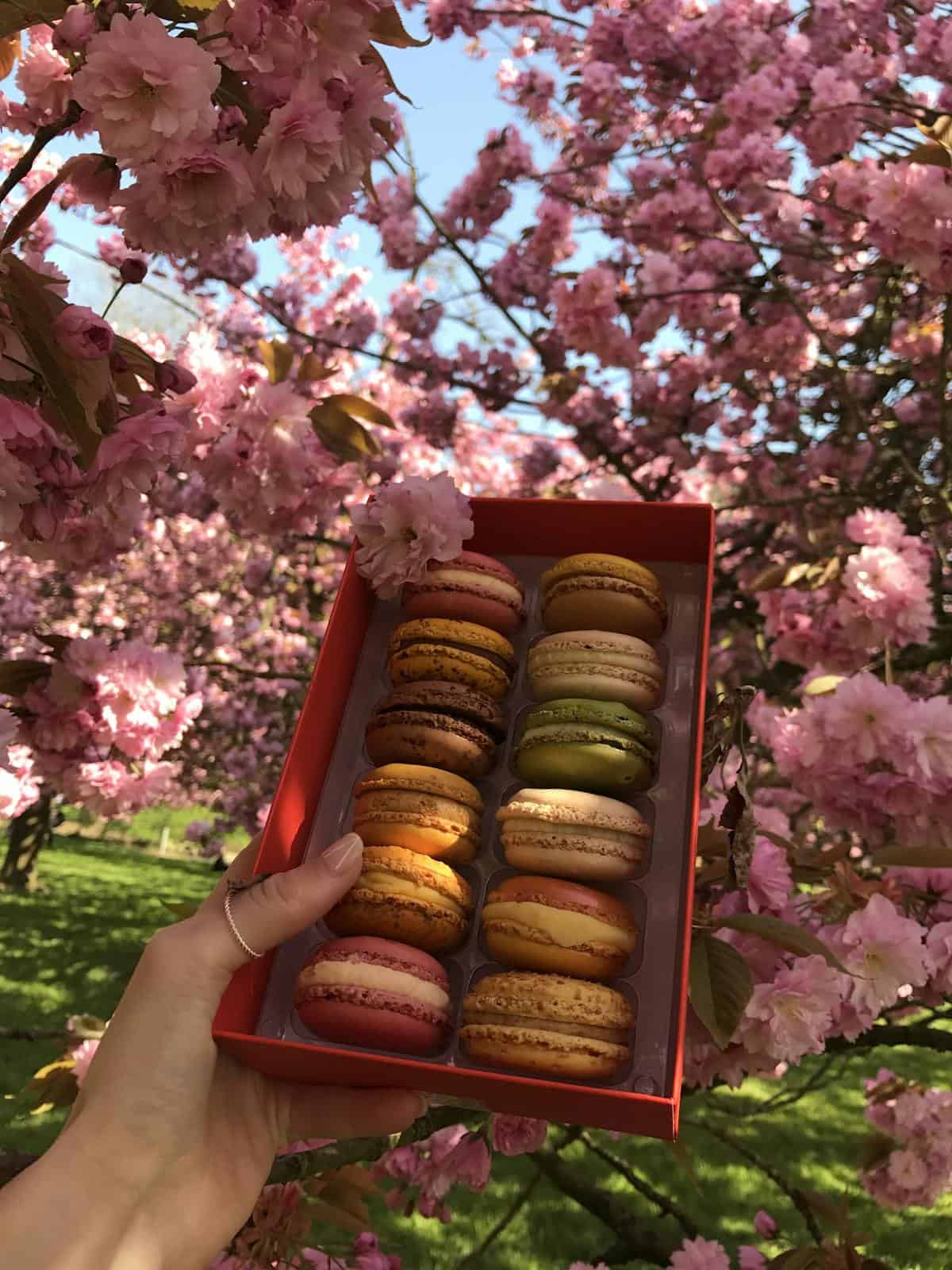 The history of Macarons A hand holds assorted macarons amidst vibrant cherry blossoms in spring.