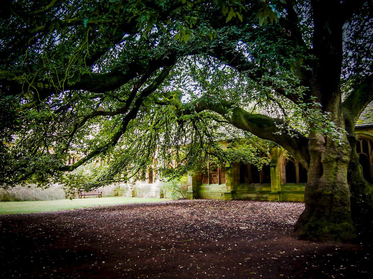 A large, leafy tree stands in a courtyard before a stone building with arched windows and a wooden bench.