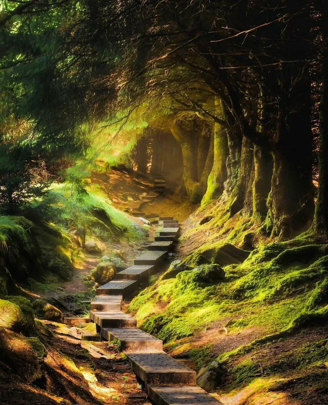 ballinastoe woods a dark moody tunnel pathway through thick trees in Wicklow