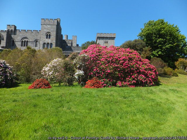Penrhyn Castle a grey stone castle with a red flowering tree in front