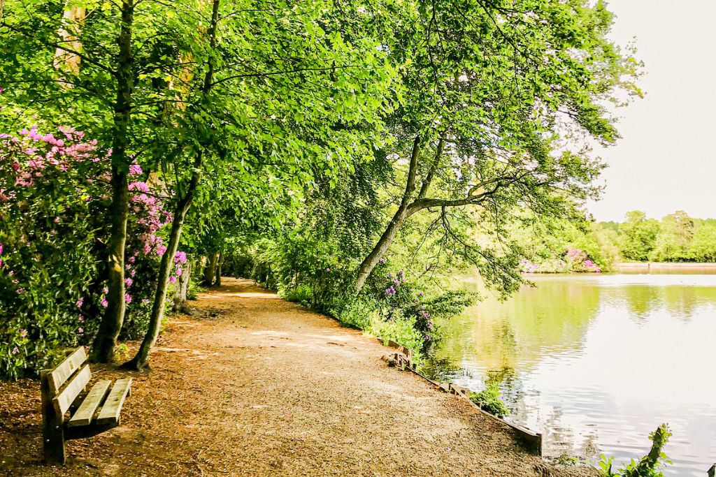 A wooden bench sits on a gravel path beside a lake surrounded by green trees and pink flowering bushes.