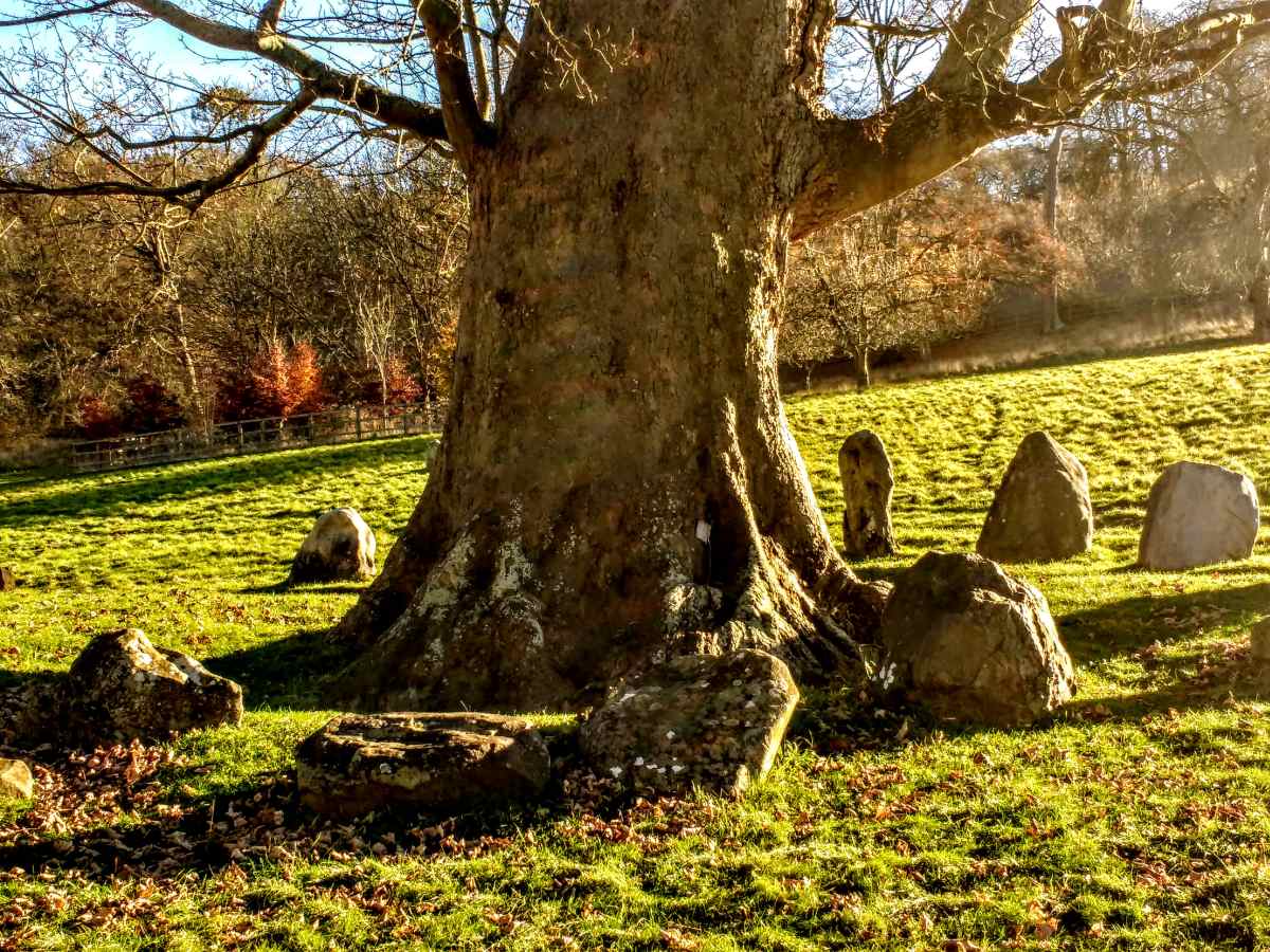 A large tree stands in a grassy field surrounded by several weathered, upright stones.