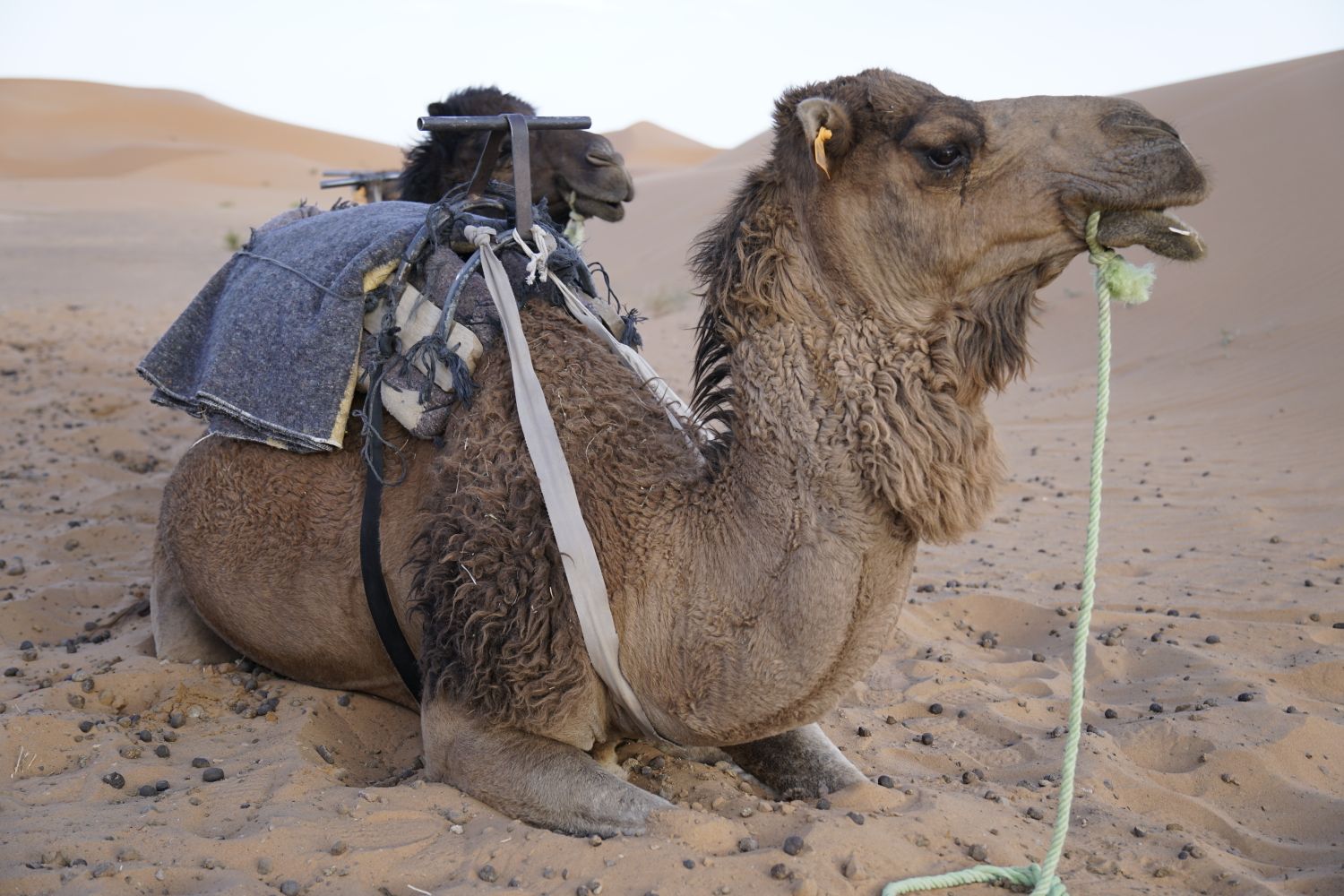 A camel rests in the sands of the Moroccan Sahara, showcasing the desert landscape and traditional camel gear.