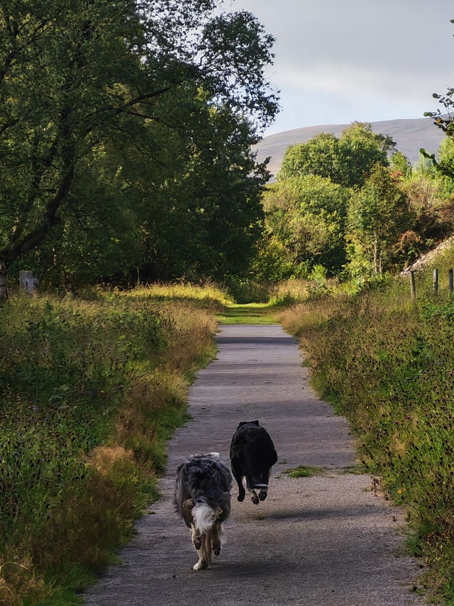 Two dogs walk on a forest path surrounded by lush greenery on a sunny day.