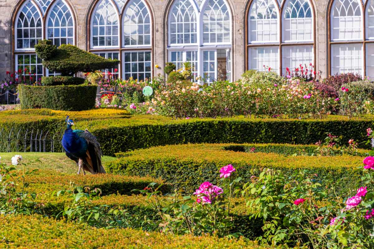 A peacock stands in a manicured garden with low hedges and rose bushes in front of a building with large arched windows.