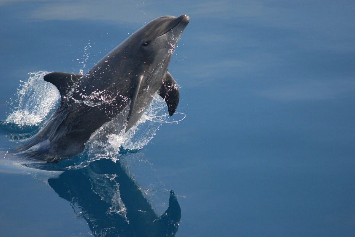bottlenose dolphins play in the waters of the UK