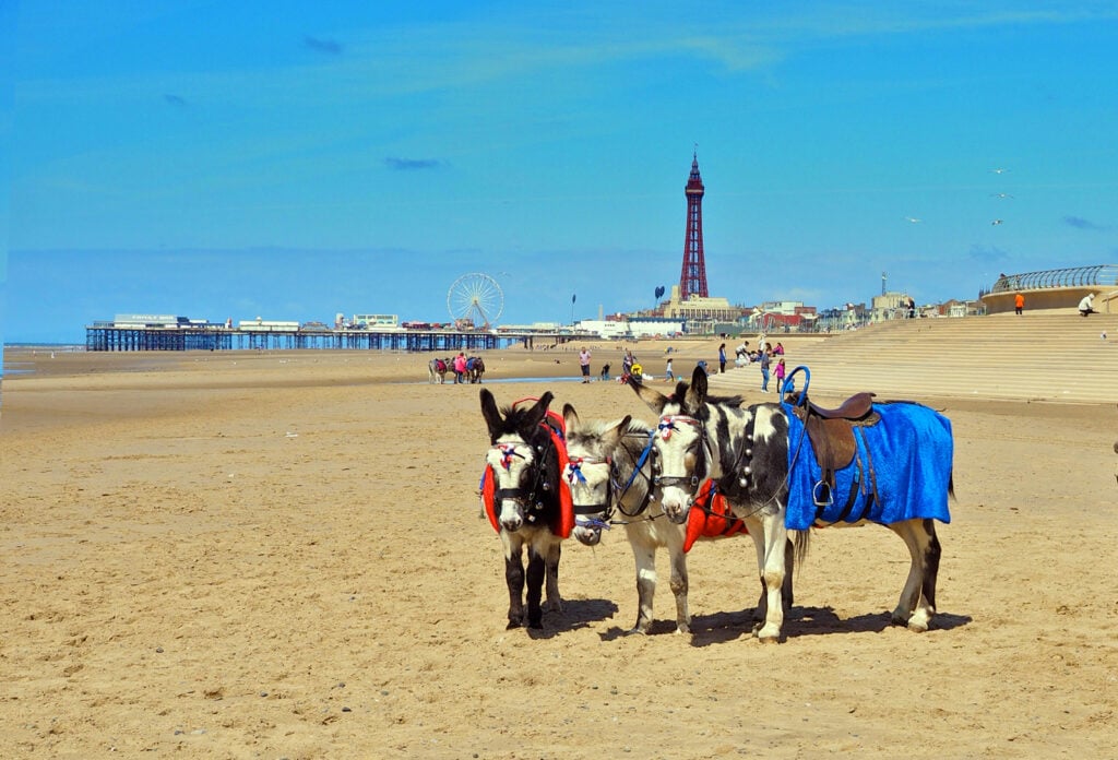 Blackpool beach a huge swath of soft yellow sand with 2 donkeys in the foreground waiting for riders, the Blackpool Pier and the Blackpool tower stand far off in the background seaside towns in the uk